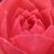 Rosa - Miniatura, Lillipuziane - Rennie's Pink